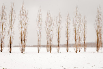 Fototapety  Na białym tle wysokie szczupłe chude drzewa z tłem lasu śniegu. Śnieg na ziemi z pojedynczymi drzewami w kolejce. Streszczenie tle przyrody. Zimowy sezon leśny tło. Czarny i biały.