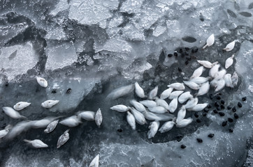 Winter - swans and ducks sleeping on frozen river