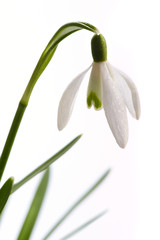 Snowdrop-2