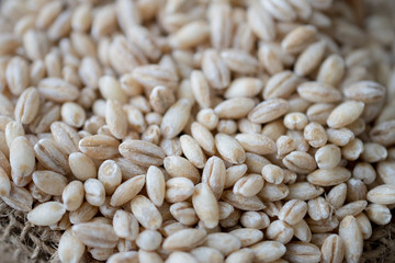 pearls barley grain seed on background.