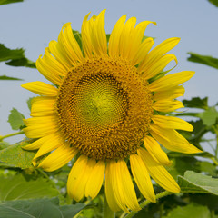 Naklejka premium Close-up of sun flower against a blue sky