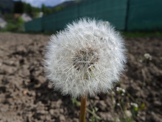 flowering dandelion, Beautiful dandelion flower,