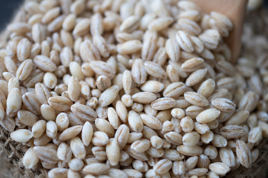 pearls barley grain seed on background.