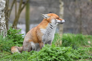 Wild Red Fox Southern England