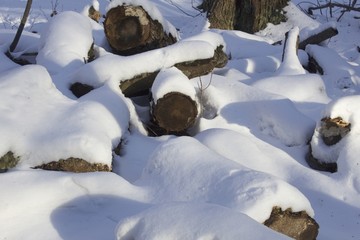 Snow Covered logs