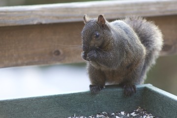 Brown Squirrel