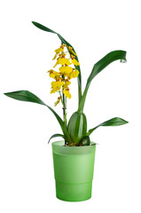 Oncidium orchid in flowerpot © Wolna