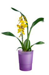 Oncidium orchid in purple flowerpot