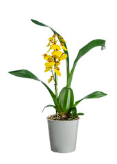Beautiful yellow orchid in pot