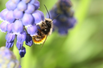 Osmie cornue (Osmia cornuta)