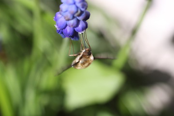 Bombyle (Bombylius major)