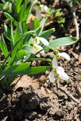 White snowdrop flowers (Galanthus nivalis)