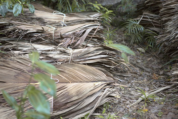 Dried palm tree leaves at wayside