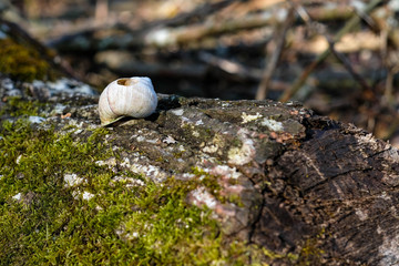 Schneckenhaus in der Natur
