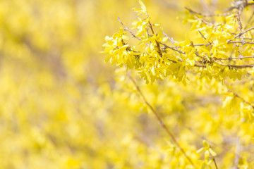 Goldregen (Goldrausch)