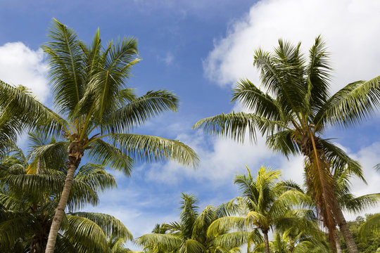 Tropical palm trees, travel background