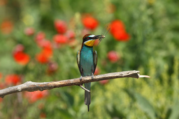 Bee eater, spring mating season