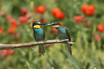 Bee eater, spring mating season