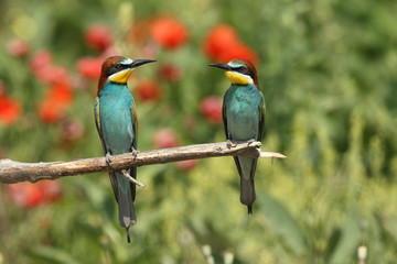 Bee eater, spring mating season