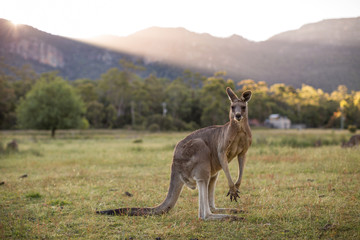 Kangourou, Grampians, Victoria, Australie