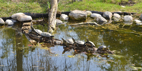 Schildkr&ouml;ten im Teich