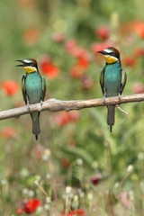 Bee eater, spring mating season