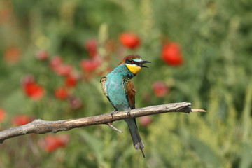 Bee eater, spring mating season
