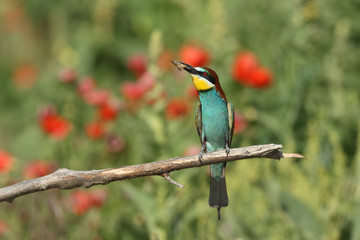 Bee eater, spring mating season