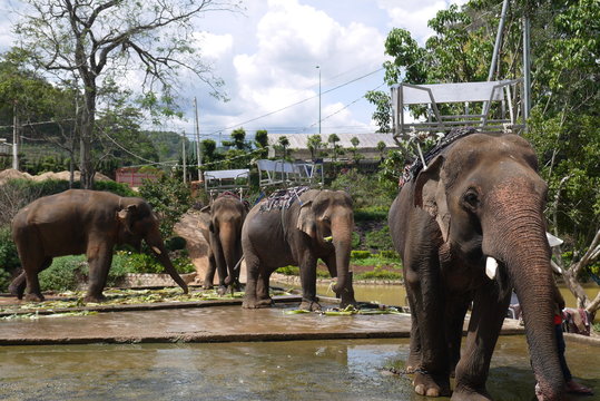 Слоны с сидением на спине для перевозки пассажиров