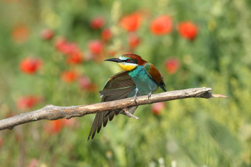 Bee eater, spring mating season