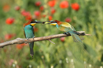 Bee eater, spring mating season