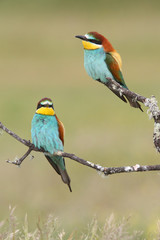 Bee eater, spring mating season