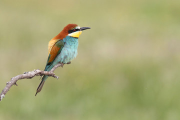 Obraz premium Bee eater, spring mating season