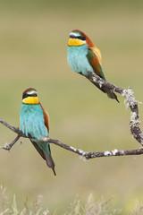 Bee eater, spring mating season