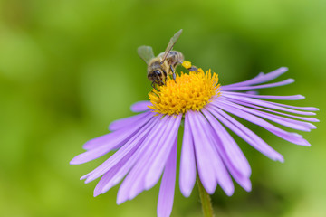Bee on Aster flower. Defocused nature green in background.