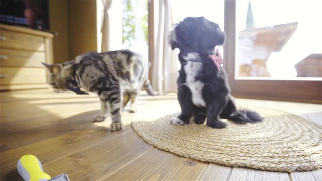Cat and black dog at home 4K
