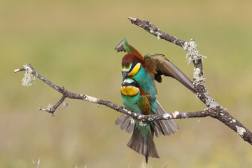 Bee eater, spring mating season