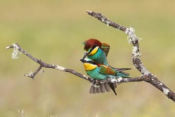Bee eater, spring mating season