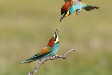 Bee eater, spring mating season