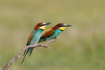 Bee eater, spring mating season