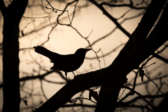 Amsel in der D&auml;mmerung
