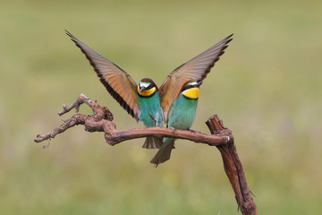 Bee eater, spring mating season