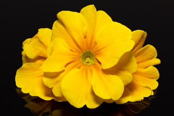bundle of beautiful spring  flowers of yellow primula on black background
