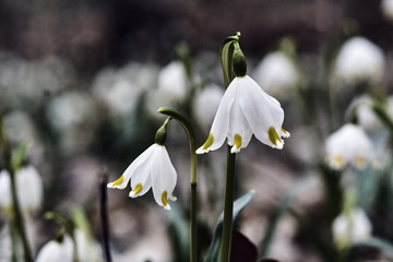 spring snow - white flowers during spring in the forest.