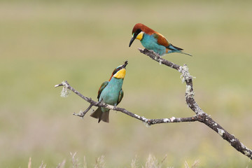 Bee eater, spring mating season