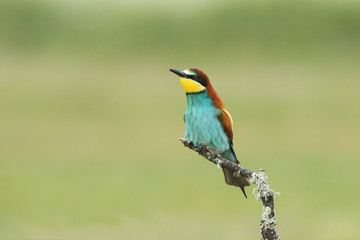 Bee eater, spring mating season