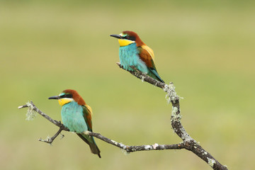 Bee eater, spring mating season