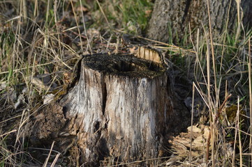Baumstumpf