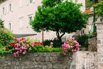 Fototapeta na wymiar Blooming hydrangea on the streets of Montenegro.