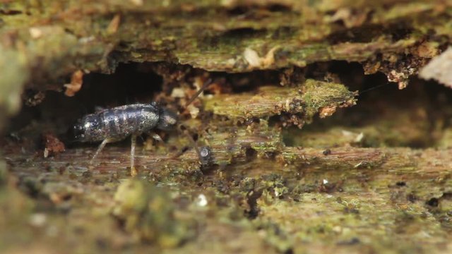 Eating collembola on old tree in wildlife
